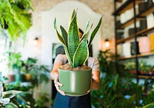 Ni potus ni ficus: la planta de interior casi indestructible que sobrevive con poca luz