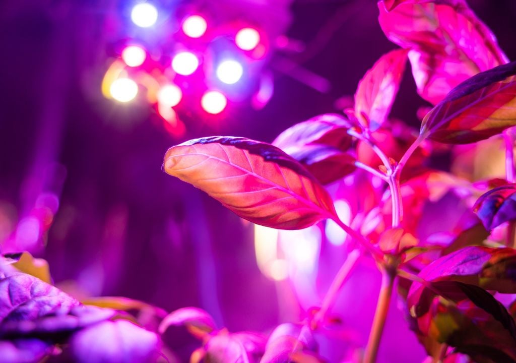 tomate En tomate, los tratamientos con luz UV lograron aumentar la concentración de carotenoides, licopeno y compuestos fenólicos.