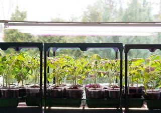 Ni qu&iacute;micos ni m&aacute;s abono: cient&iacute;ficos logran usar la luz ultravioleta para multiplicar los nutrientes de las frutas