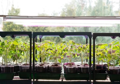Ni qu&iacute;micos ni m&aacute;s abono: cient&iacute;ficos logran usar la luz ultravioleta para multiplicar los nutrientes de las frutas
