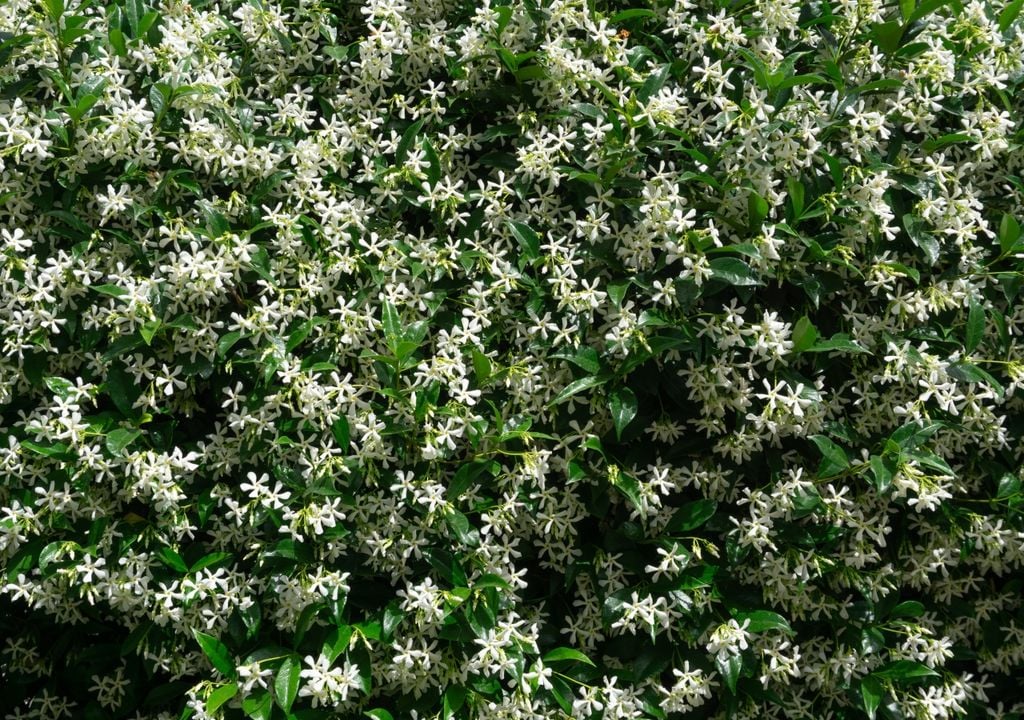 jazmin El jazmín estrella combina una floración abundante, un intenso perfume y un follaje perenne que mantiene su atractivo durante todo el año.