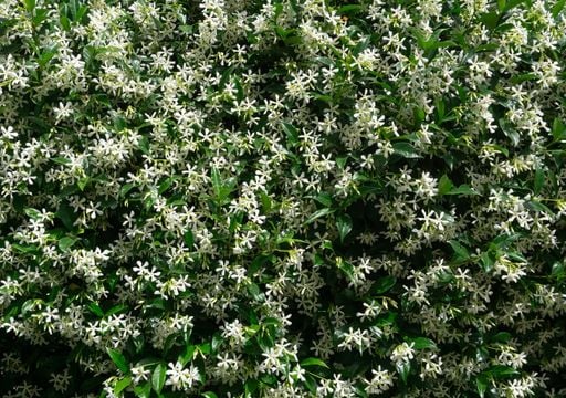 Ni rosales ni enredaderas comunes: la planta resistente que es furor en los viveros para la primavera 2026