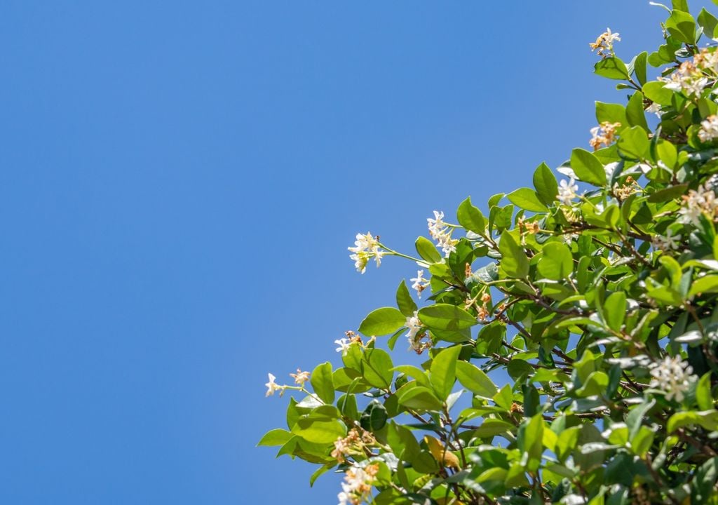 jazmin Originario de China, Japón y Corea, el jazmín estrella conquistó jardines de todo el mundo gracias a su valor ornamental y su adaptación a distintos climas.
