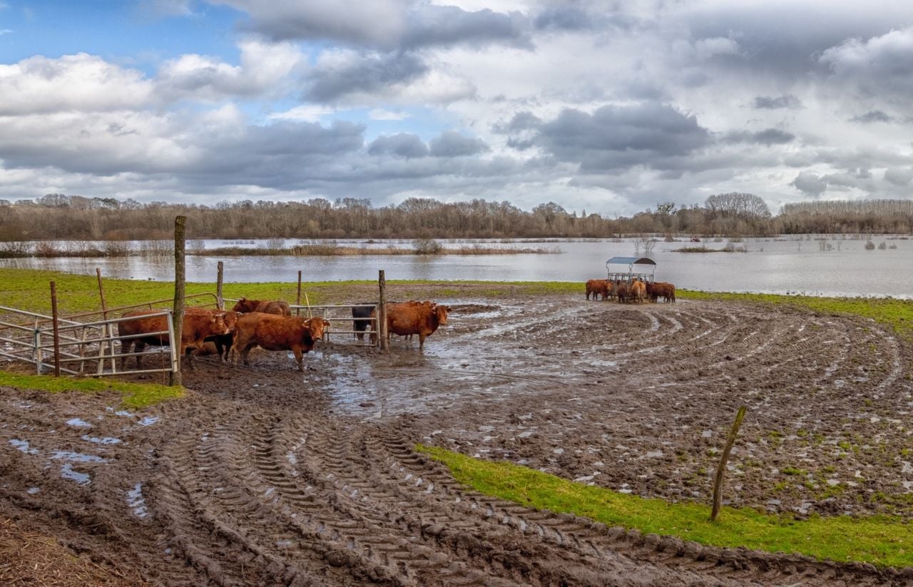 Cuando el agua cubre los potreros, la prioridad es preservar los animales y encontrar dónde alojarlos.