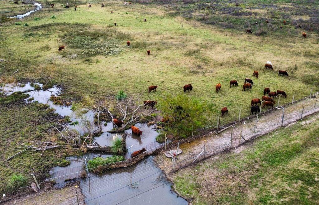 ganaderia La creciente obliga a buscar tierra firme para la hacienda y reorganizar la alimentación del rodeo.