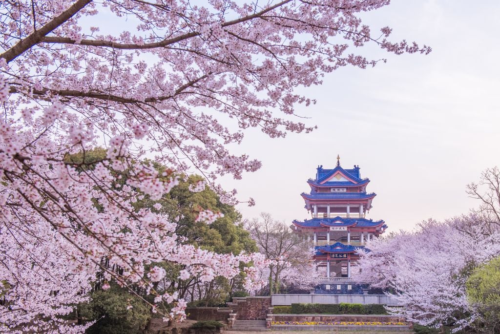 Ein Anblick zum Träumen: Parklandschaft in China zur Kirschblüte. Foto: Adobe Stock