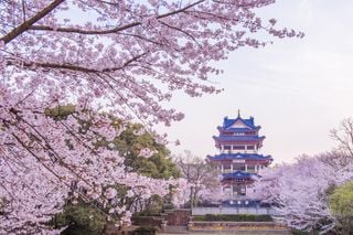 Nicht nur Japan: Auch in China ist die Zeit der Kirschblüte ein Fest für die Augen