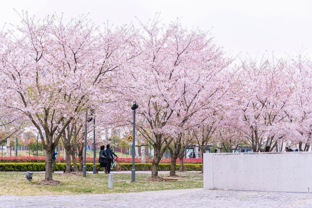 Zauberhaft: Blütenfluten in zartem Rosa in einem Park in Shanghai. Foto: Adobe Stock
