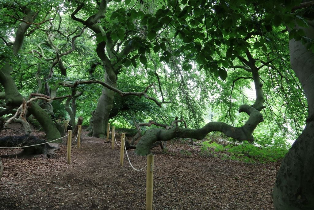 Süntelbuchenallee Magische Natur: Diese Bäume sind weltweit einzigartig. Foto: Adobe Stock