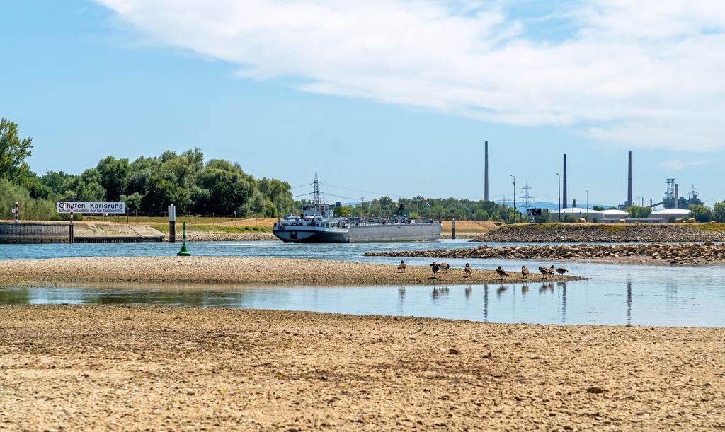 Niedrigwasser am Rhein beim Ölhafen Karlsruhe. Foto: Jürgen Humbert.