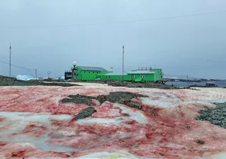 La nieve de sangre invade una isla de la Antártida