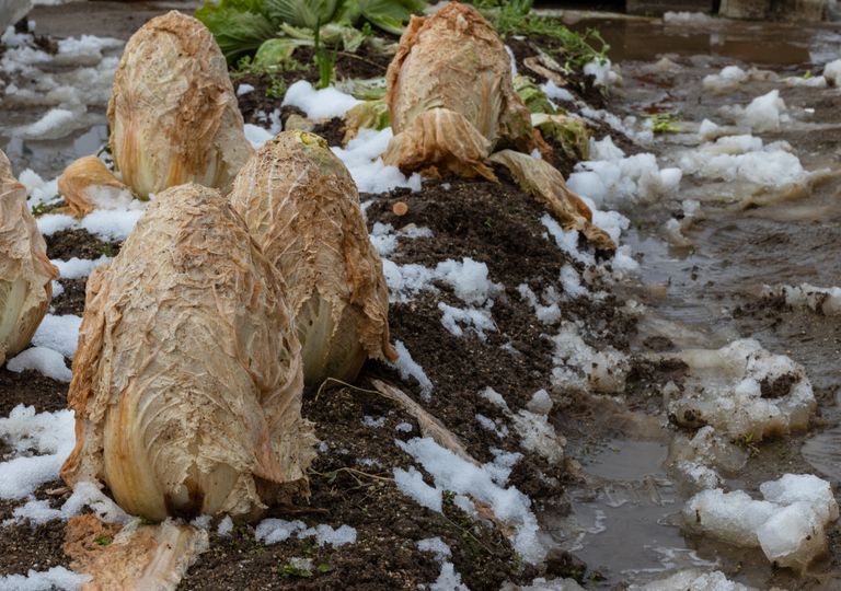 Cuáles son los beneficios y los peligros de la nieve en nuestro huerto?