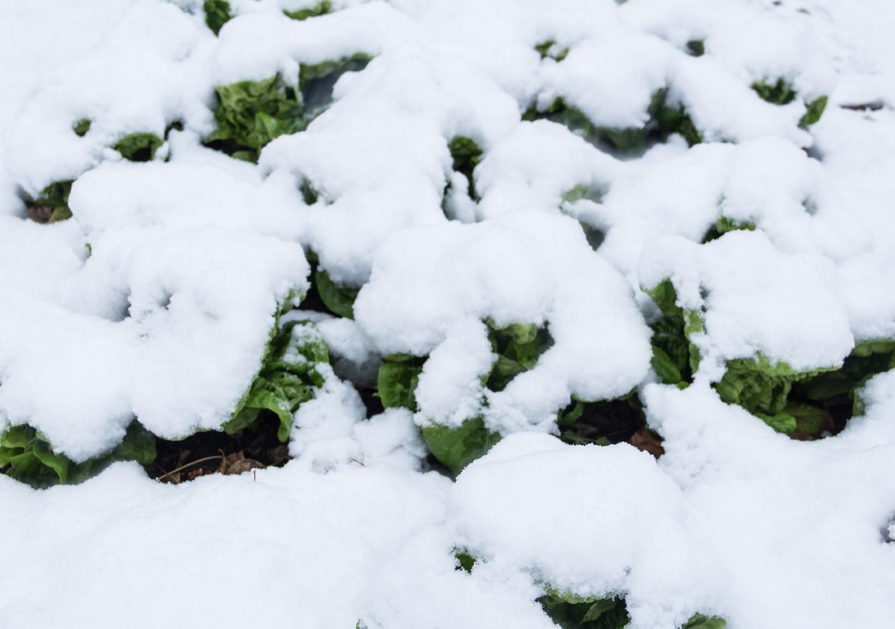 Los 5 beneficios y propiedades de la nieve que no conocías