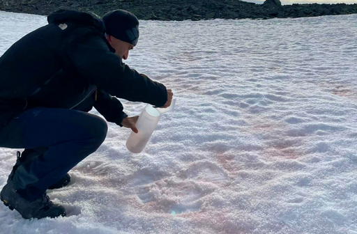&iquest;Por qu&eacute; crece m&aacute;s de lo esperado la "nieve rosa" en la Ant&aacute;rtida?. Los cient&iacute;ficos del CSIC tienen la respuesta