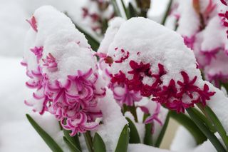 Nieve y frío a primeros de abril ¿Es algo raro?