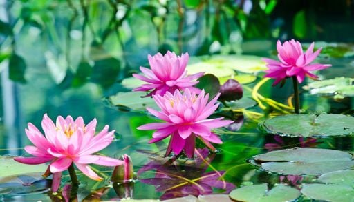 Ninfee e fiori di loto: guida alla cura di queste piante acquatiche spettacolari e dove osservarle in Italia