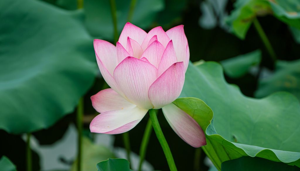 Fiore di Loto