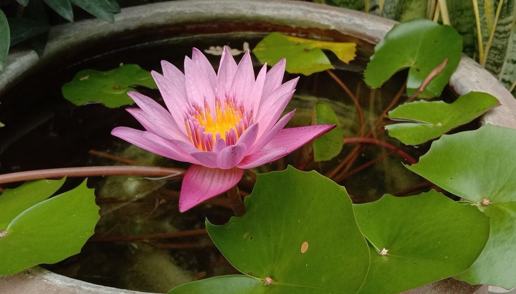Laghetti "fai-da-te" per la crescita di ninfee e fiori di loto