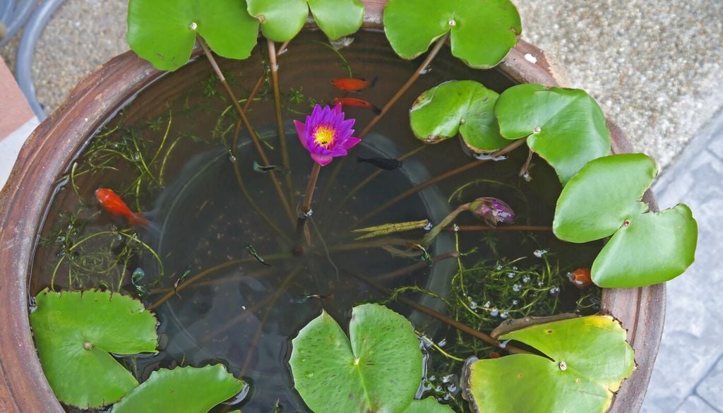 Anche su terrazzi e in piccoli giardini è possibile ricreare un ambiente acquatico con piante galleggianti e pesci rossi
