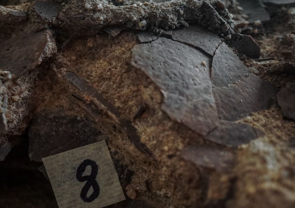 Terão cerca de 150 milhões de anos. Foto publicada no site da SHN. Crédito das imagens: Verena Fuchs/SHN