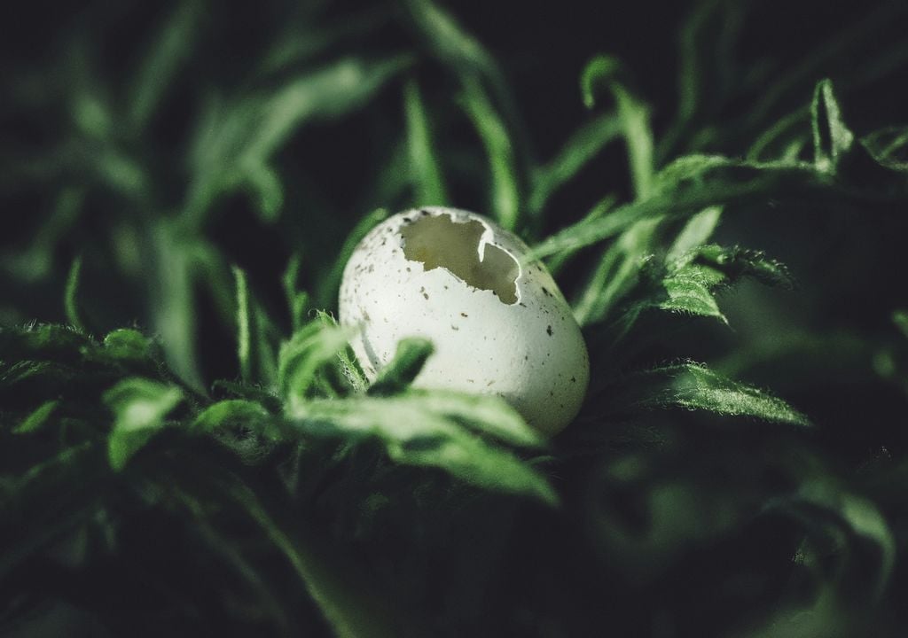 Uma descoberta surpreendente. Foto ilustrativa: Unsplash