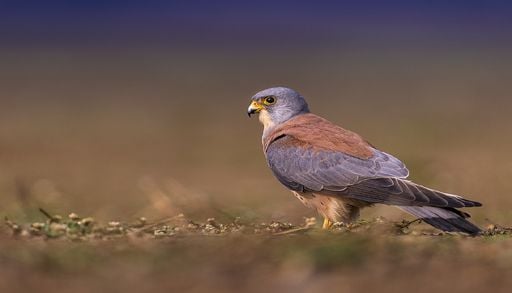 Ninhos artificiais est&atilde;o a salvar os francelhos da extin&ccedil;&atilde;o