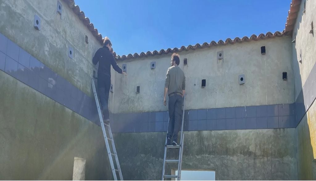 Os investigadores estão a construir paredes com orifícios onde o francelho pode abrigar-se e construir os seus ninhos. Foto: LPN