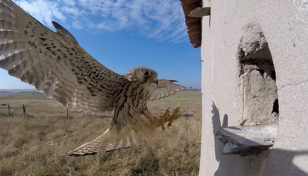 As aberturas dos ninhos artificiais estão a ser adaptadas ao tamanho dos francelhos para evitar que outras espécies tomem conta dos espaços. Foto: Universidade de Lisboa