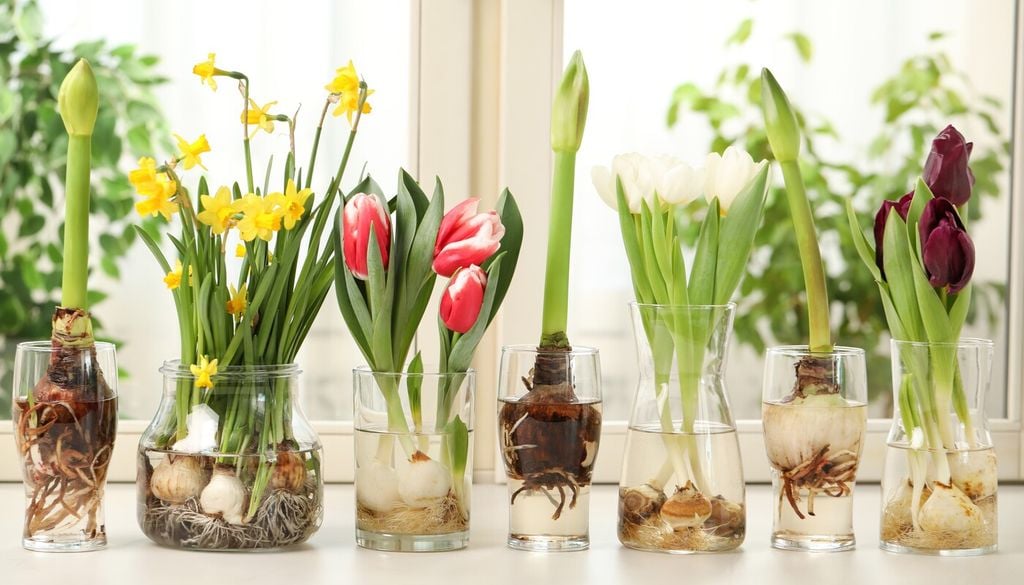 plantas en agua Elegantes y sorprendentemente sencillos, los bulbos cultivados en agua ofrecen una forma diferente de disfrutar las flores del invierno.