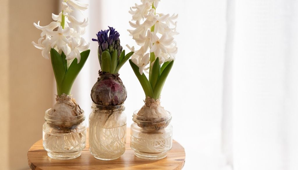 jacintos de agua Los jacintos fueron tradicionalmente cultivados en recipientes de cristal mucho antes de la popularización de las macetas decorativas.