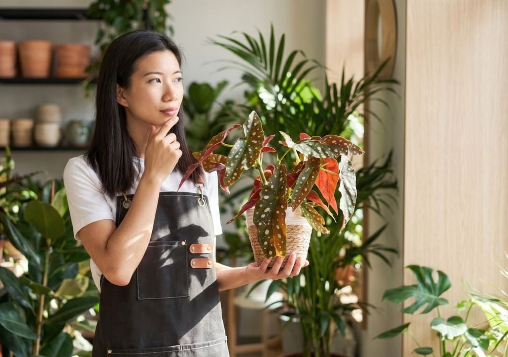 begonia La Begonia maculata se destaca en interiores por sus hojas verdes cubiertas de característicos lunares plateados y su llamativo reverso rojizo.