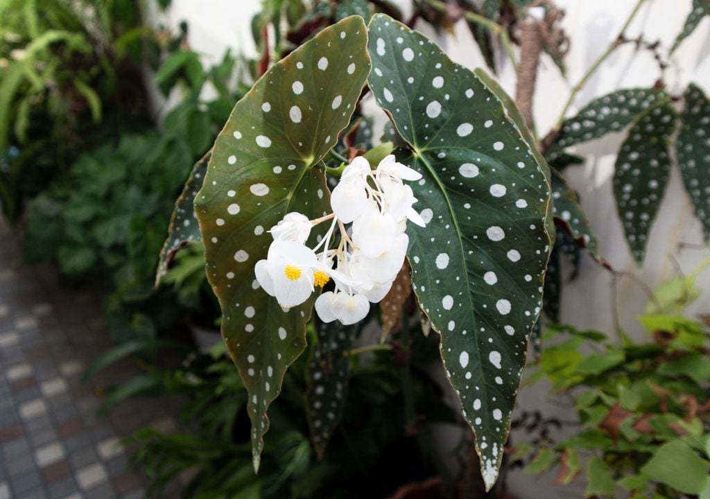 begonia La aparición de hojas amarillas, bordes secos o caída del follaje puede ser una señal de que algo no está funcionando bien con el agua, la luz o la humedad ambiental.