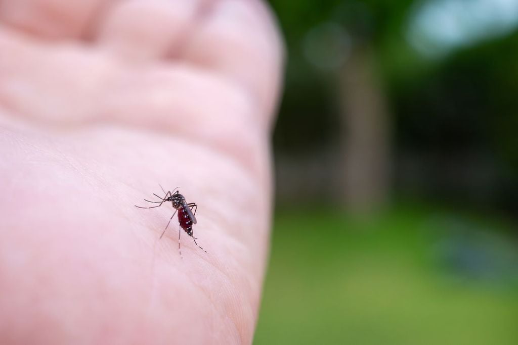 Además, los riesgos de que las enfermedades por picadura de mosquito se propaguen va en aumento. Además, los riesgos de que las enfermedades por picadura de mosquito se propaguen va en aumento.