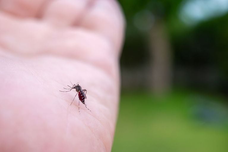 No bajes la guardia: la letalidad del mosquito exige una vigilancia constante