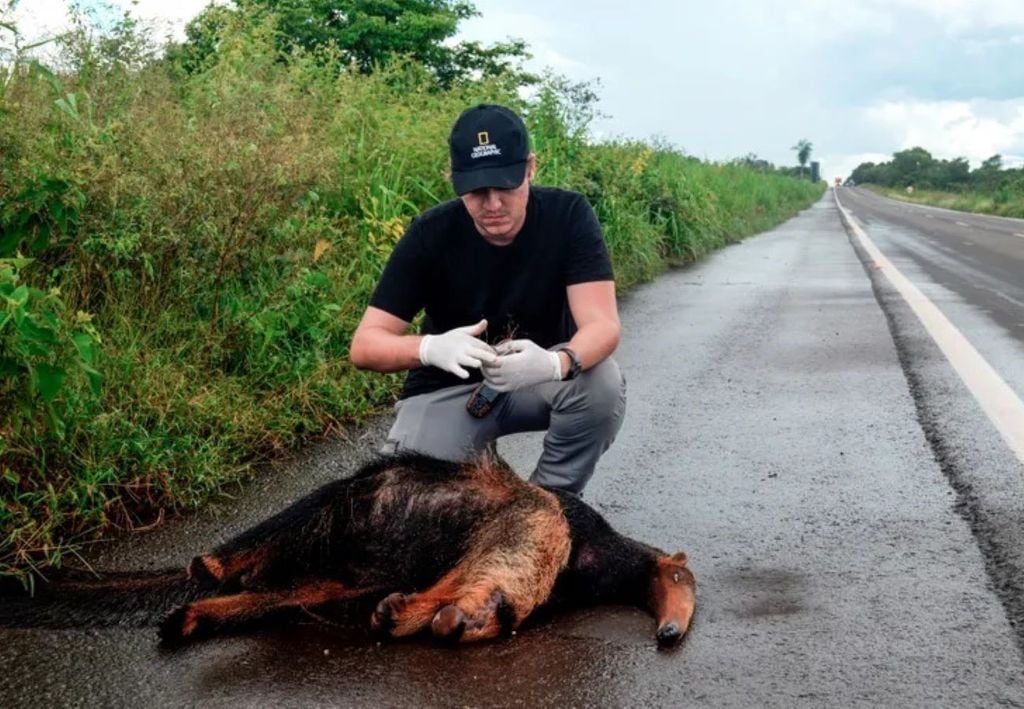 Pesquisador em atividade de campo e animal atropelado