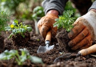 No es bons&aacute;i: el mini &aacute;rbol que florece y huele incre&iacute;ble en maceta