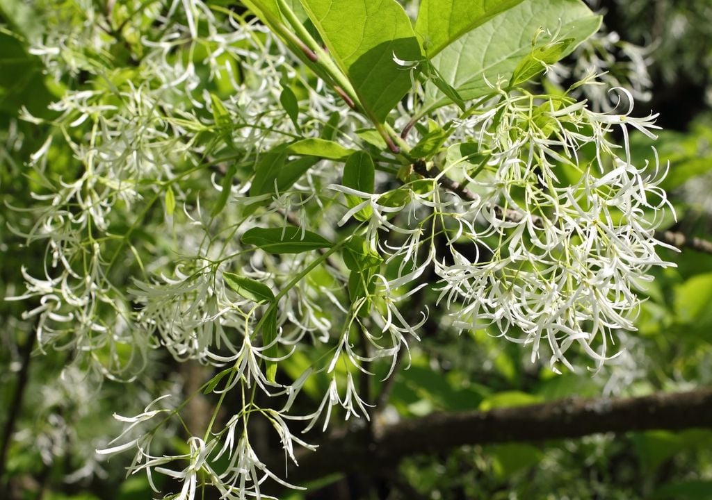 Las flores del laurel de nieve (Chionanthus virginicus) forman racimos blancos que parecen pequeñas nubes y desprenden una fragancia suave en primavera.