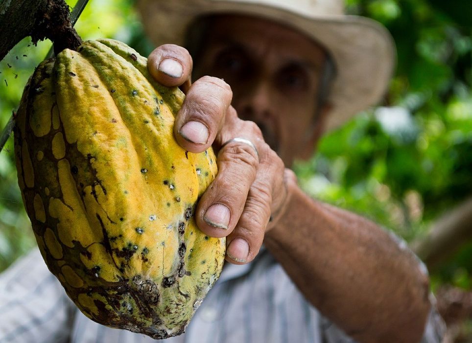 El chocolate es uno de los alimentos más consumidos y amados del mundo, pero podría tener los días contados. ¿El culpable? El cambio climático… El chocolate es uno de los alimentos más consumidos y amados del mundo, pero podría tener los días contados. ¿El culpable? El cambio climático…
