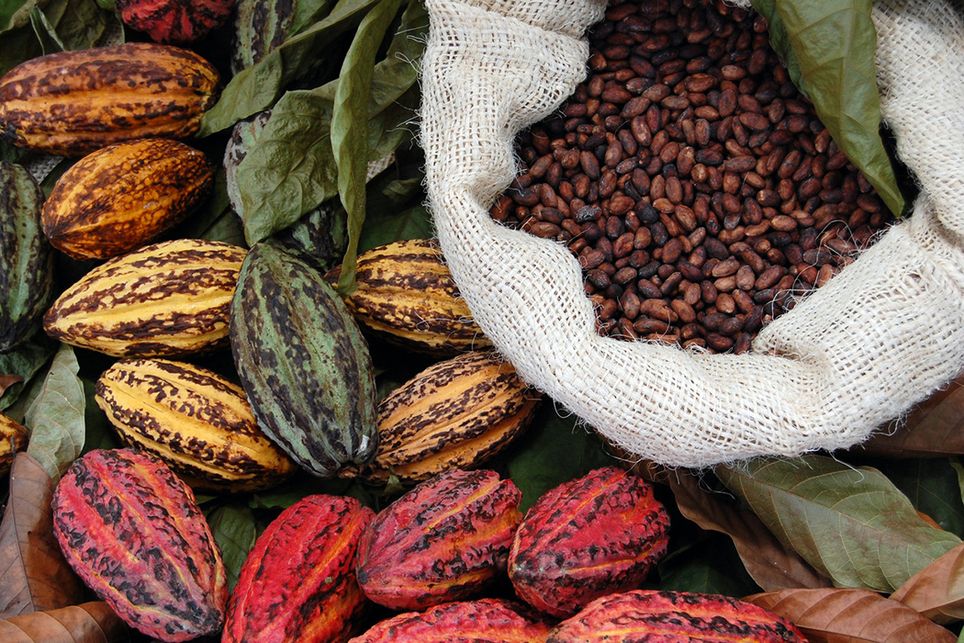 Cacao Cacao