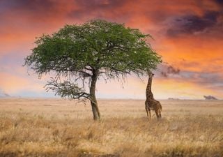 No es el m&aacute;s fuerte, es el que mejor se adapta: el sencillo y poderoso mecanismo que explica la diversidad de la vida