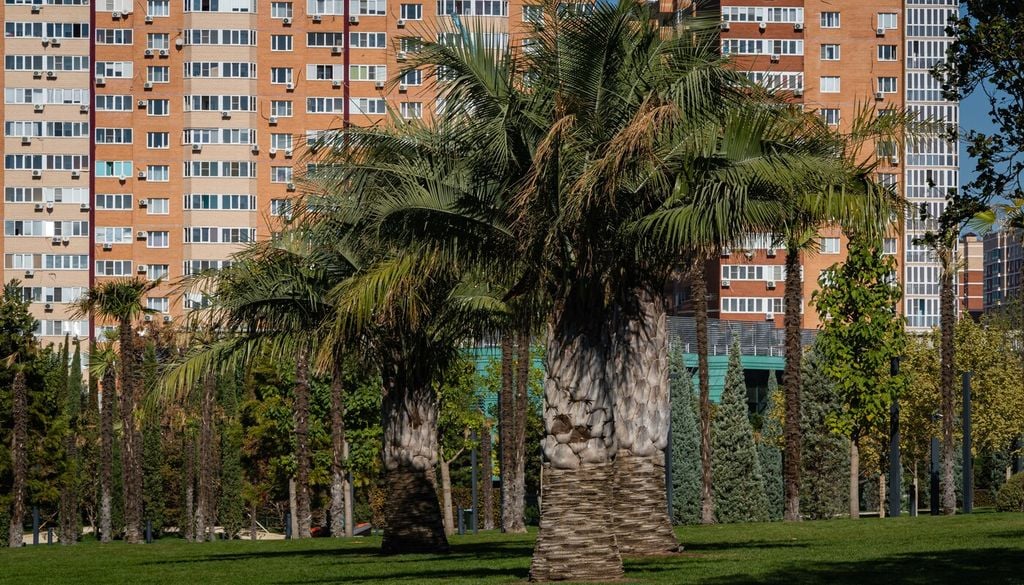 El cambio climático podría favorecer el ingreso de plagas que hoy no están en Chile, pero que han causado la pérdida masiva de palmeras en otros países.