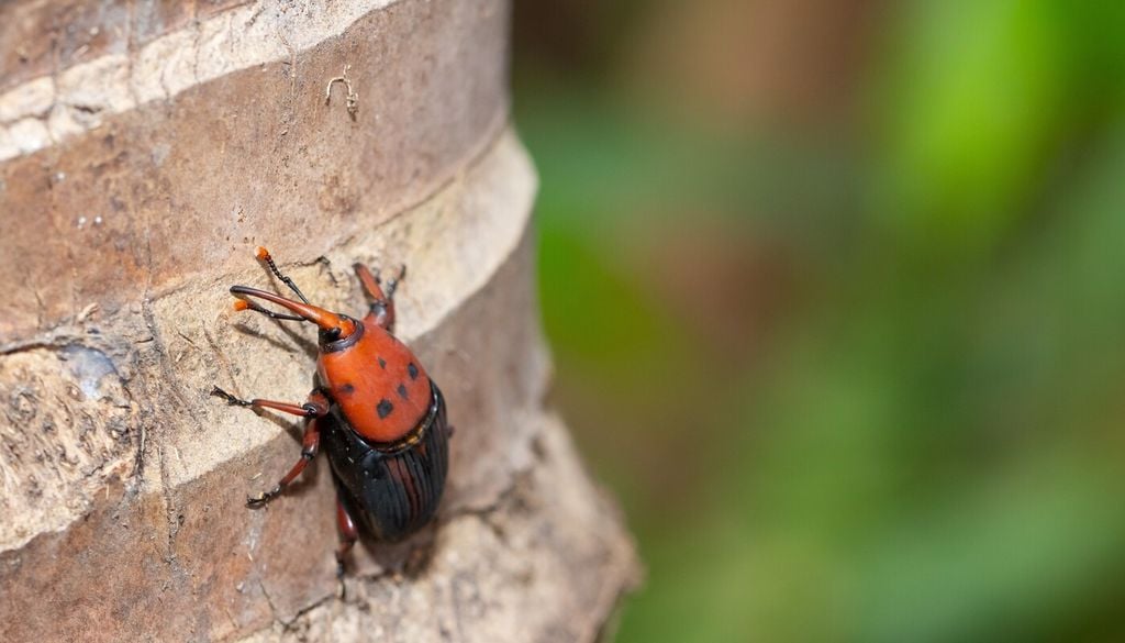 El picudo rojo (Rhynchophorus ferrugineus) puede destruir una palmera desde el interior antes de mostrar síntomas.