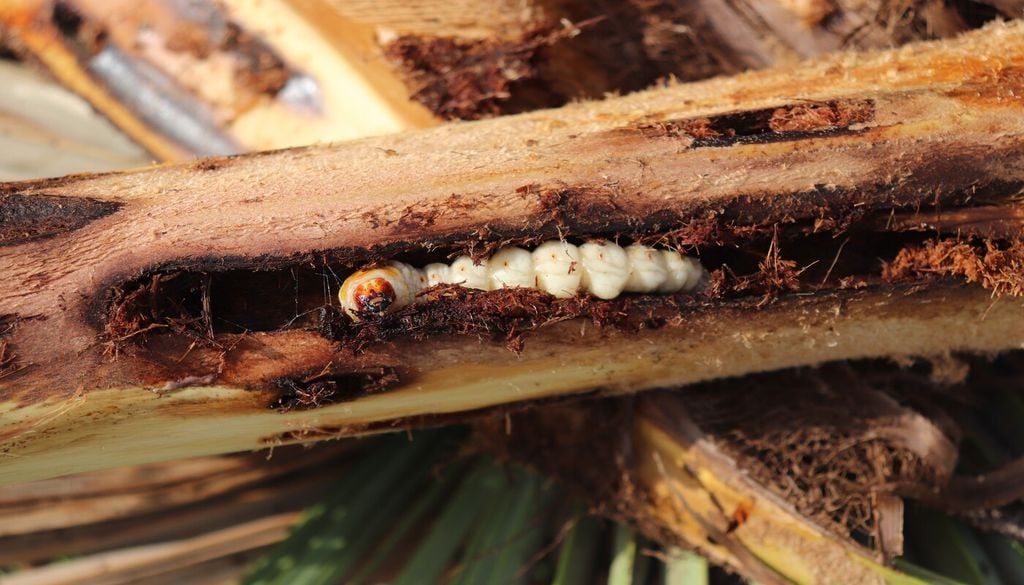 El cambio climático podría facilitar el establecimiento de plagas que hoy no están presentes en Chile.