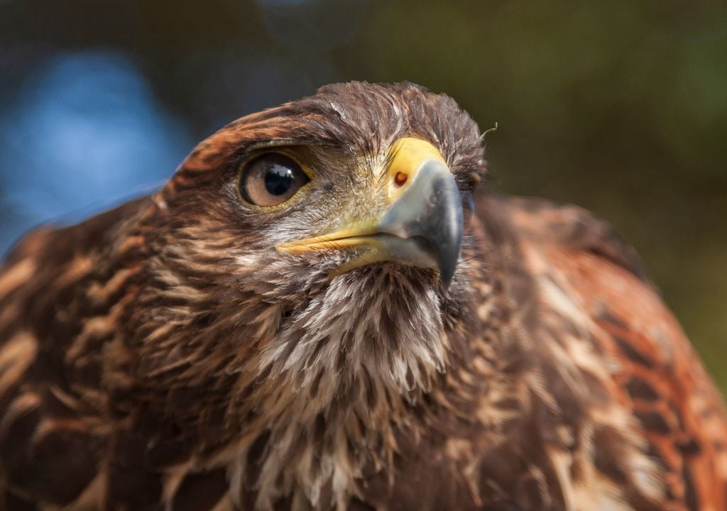 gavilan El gavilán mixto se adapta con gran precisión al entorno urbano, utilizando estructuras como balcones y árboles para acechar a sus presas en plena ciudad.