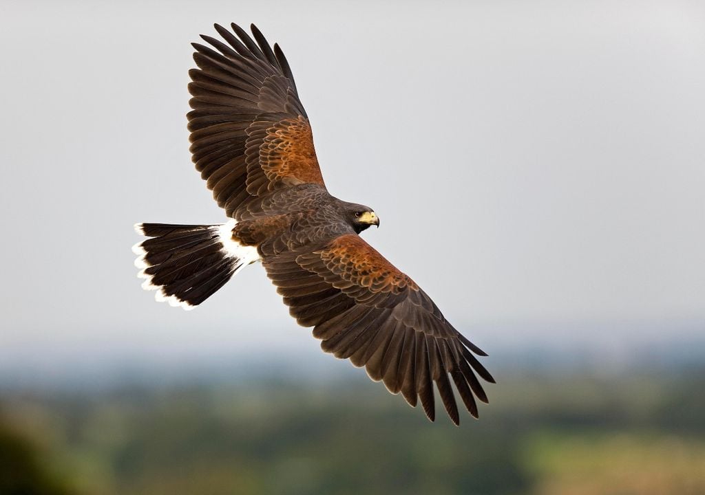gavilan Aunque muchos lo confunden con un halcón, el gavilán mixto pertenece a otra familia de aves rapaces y se destaca por su capacidad de maniobra en espacios reducidos.