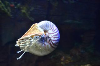 No hay escapatoria al calentamiento global en el océano profundo