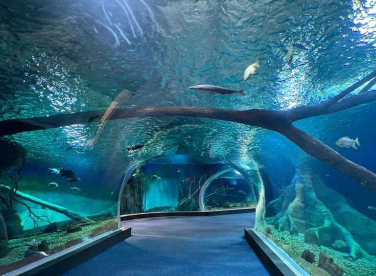 El acuario de agua dulce más grande del mundo se encuentra en el interior de Brasil; descubre dónde y cómo visitarlo