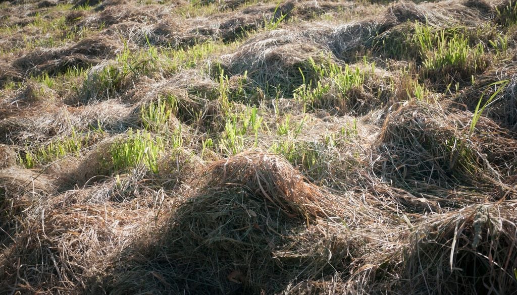 Un recurso simple que muchas veces se desaprovecha en el manejo del jardín.