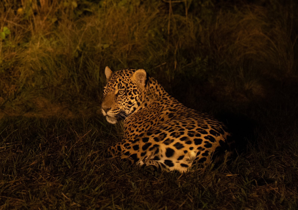 Yaguareté En algunas zonas del Chaco, por ejemplo, no había registros de yaguareté desde 2016. Foto: Seba Navajas @RewildingArg