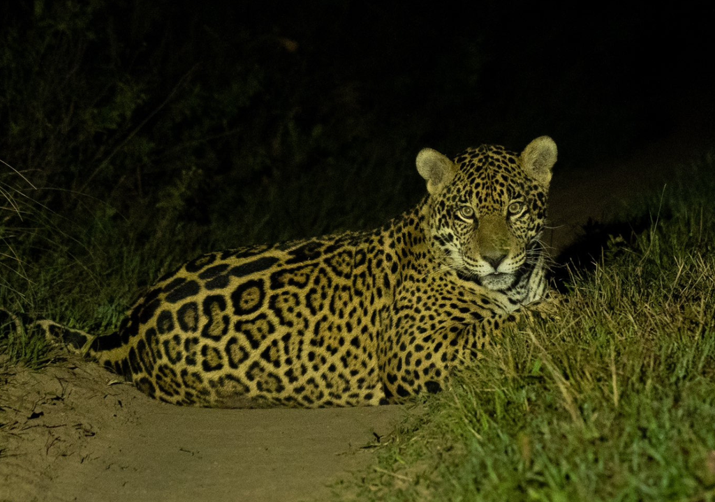 Yaguareté Pobladores locales de Chaco y Formosa encontraron huellas de yaguareté hace algunas semanas. Ahora, buscan registros con cámaras trampa. Foto: Seba Navajas @RewildingArg